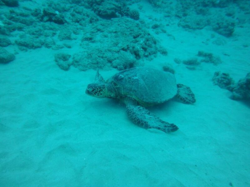 South Maui: Maalaea Guided Luxury Snorkel Cruise - The Value Proposition