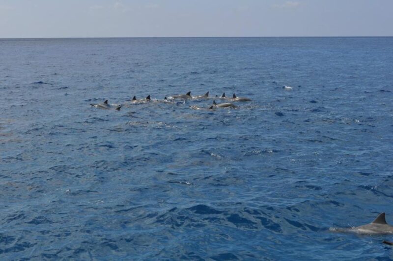 South Maui: Maalaea Guided Luxury Snorkel Cruise - FAQ