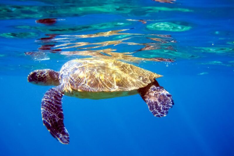 South Maui: Molokini & Turtle Adventure from Maalaea Harbor - Authentic Experiences and Authenticity