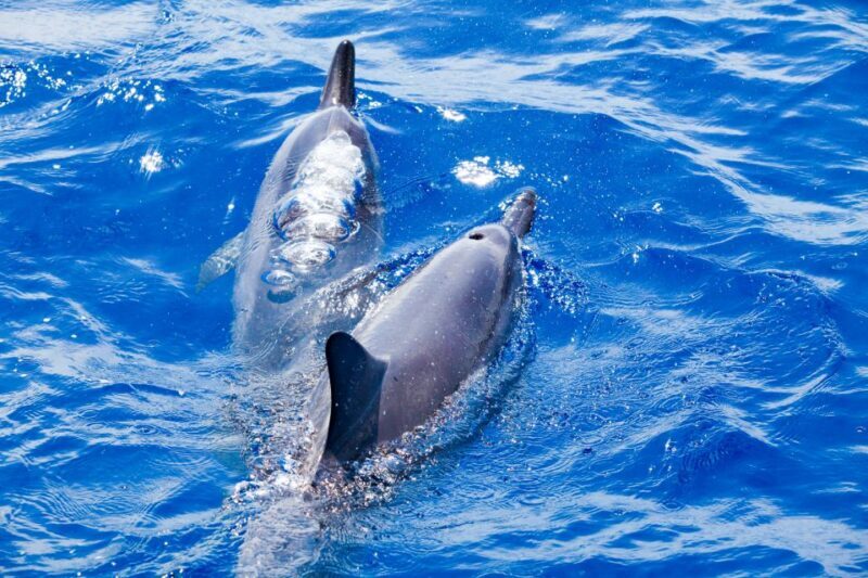 South Maui: Molokini Wild Eco Adventure from Maalaea Harbor - An In-Depth Look at the Experience