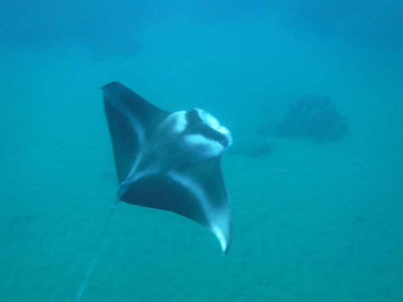 South Maui Premier kayak and snorkel - Final Thoughts