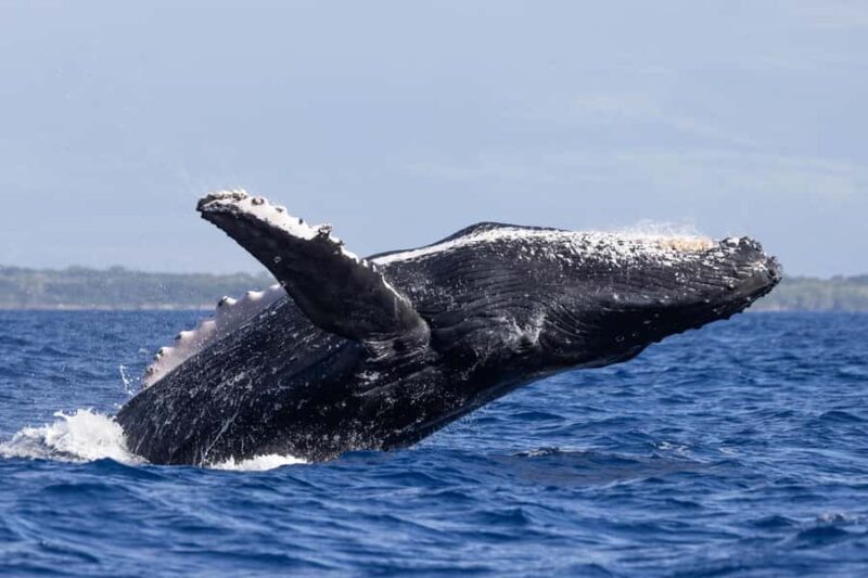 South Maui: Whale Watch Sail with Live Immersive Whale Songs - Key Points