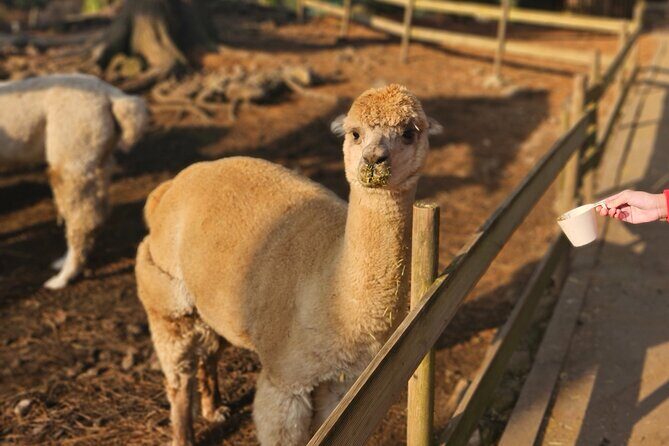 South of Jeju Island Package Tour in Alpaca Land - Key Points
