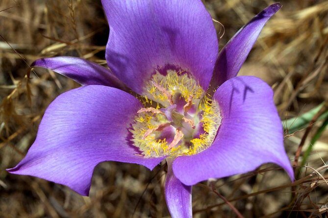 South Okanagan Desert Tour - The Osoyoos Desert Centre: Walking Through Canada’s Only Desert