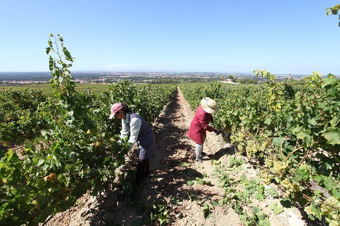 South Portugal Wine Route Private Full Day Tour from Lisbon - Is This Tour Worth It?