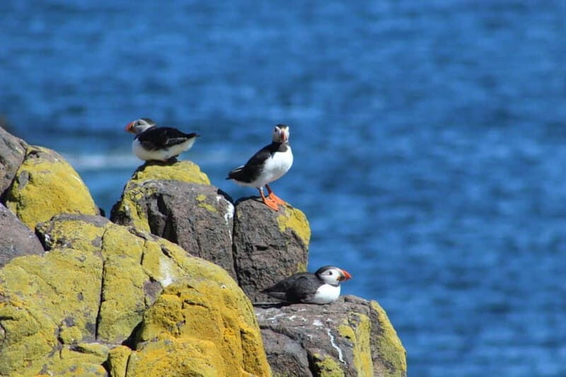 South Queensferry: Birdwatching Cruise with RSPB Guide - Key Points