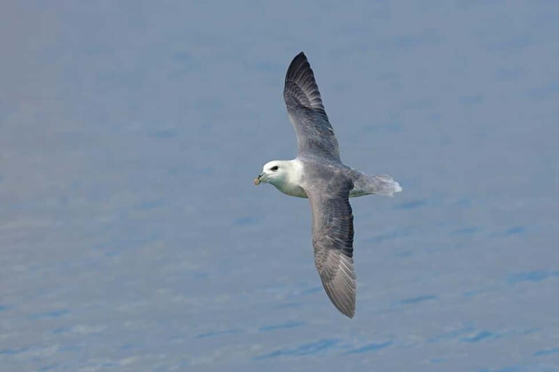South Queensferry: Birdwatching Cruise with RSPB Guide - Who Will Love This Experience?