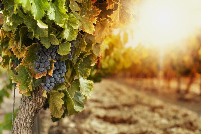 Southern Arizona Private Wine Tour South of Tucson - Sonoita-Elgin Vineyards - The Practicalities: What to Expect and Why It Matters
