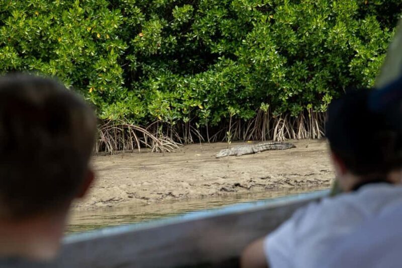 Southern Daintree Explorer Tour - Half Day - A Detailed Look at the Southern Daintree Explorer Tour