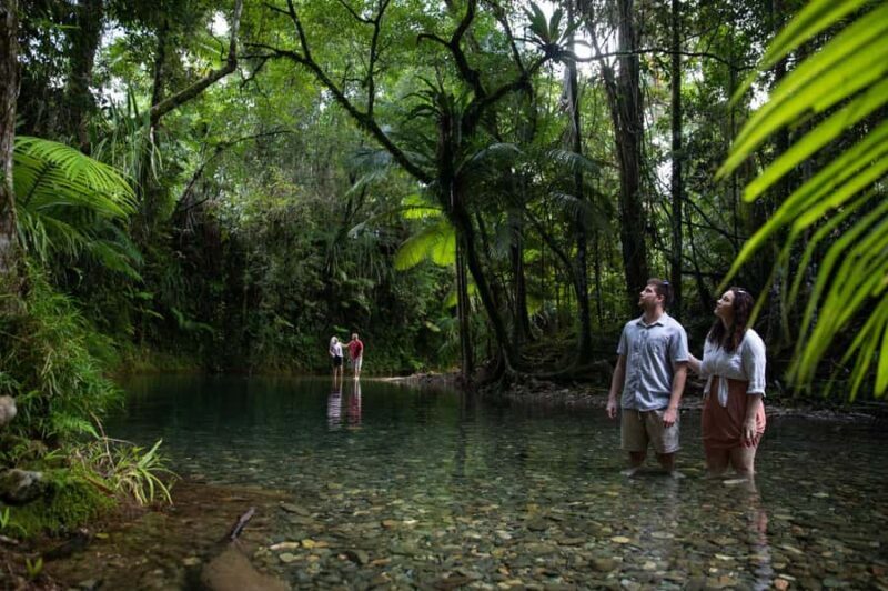 Southern Daintree Explorer Tour - Half Day - Final Thoughts