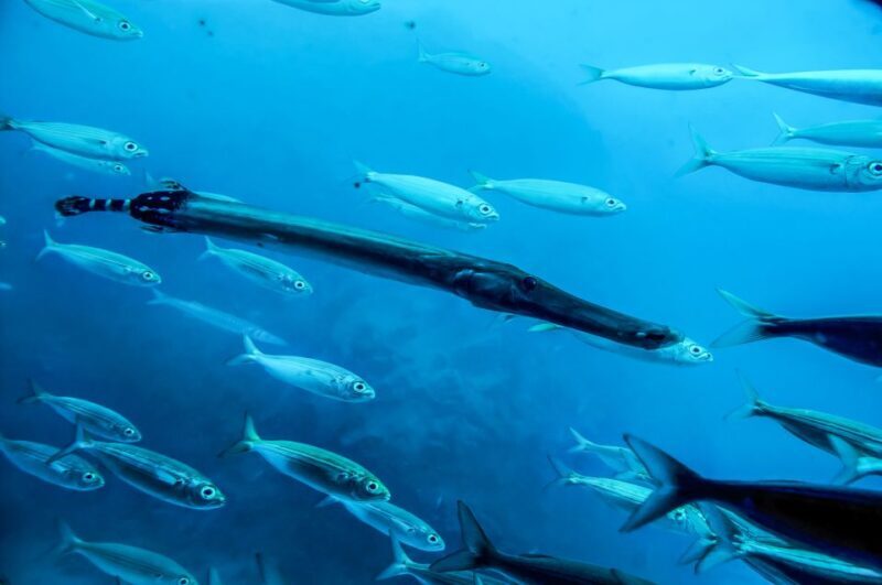 Southern Tenerife: 50-Minute Submarine Dive - FAQ