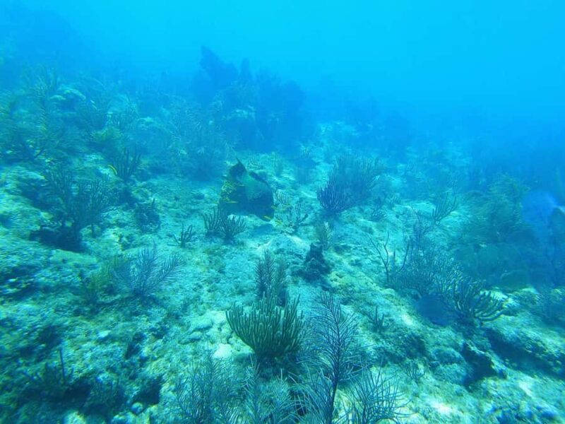 Southpoint Divers: 1-Day Discover Scuba Diving Course - Authentic Feedback and What Travelers Say