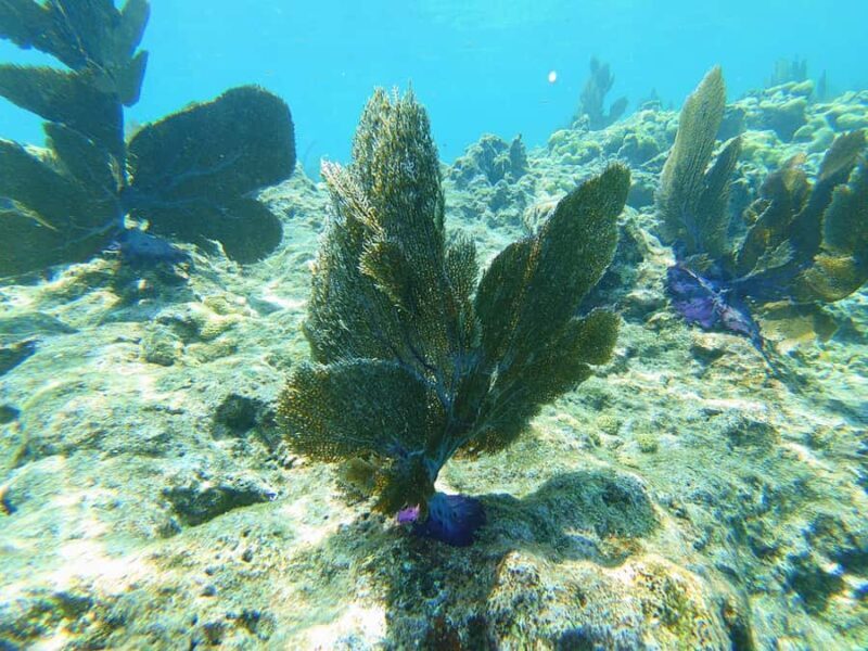 Southpoint Divers: 1-Day Discover Scuba Diving Course - Who Will Love This Experience?