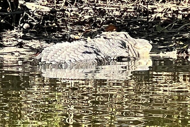 Space Coast Manatee & Coastal Wildlife Kayak Tour - Who Should Consider This Tour?
