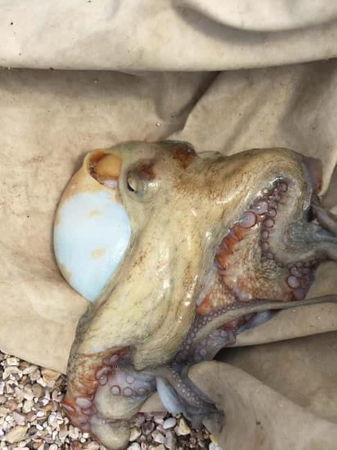 Spearfishing Fishing Tour with Seafood Lunch at the Beach - Who Is This Tour For?