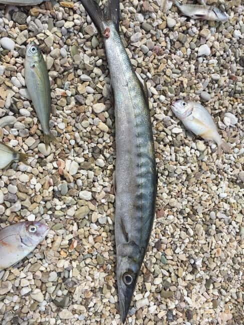 Spearfishing Fishing Tour with Seafood Lunch at the Beach - Final Thoughts