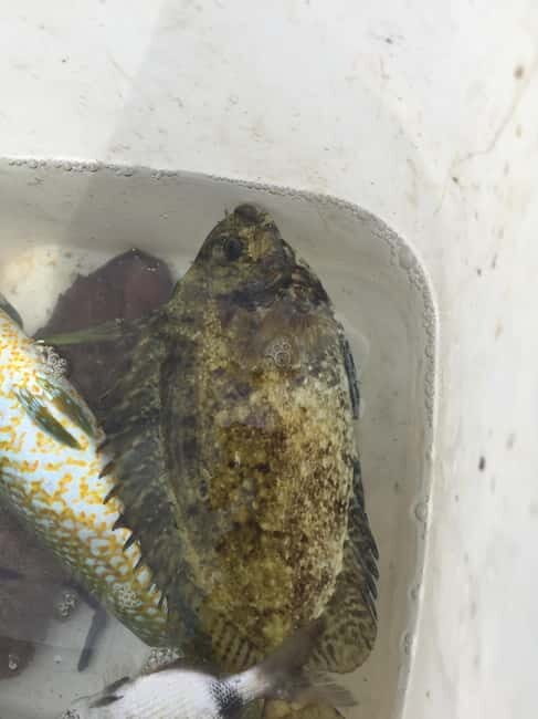 Spearfishing Fishing Tour with Seafood Lunch at the Beach - FAQs