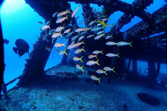 SPECIAL!! 2 Tank Wreck & Drift Reef dives - The Sum Up