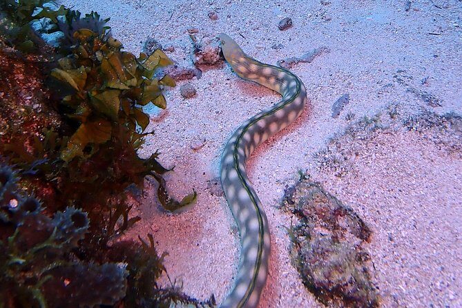 SPECIAL!! 2 Tank Wreck & Drift Reef dives - Frequently Asked Questions