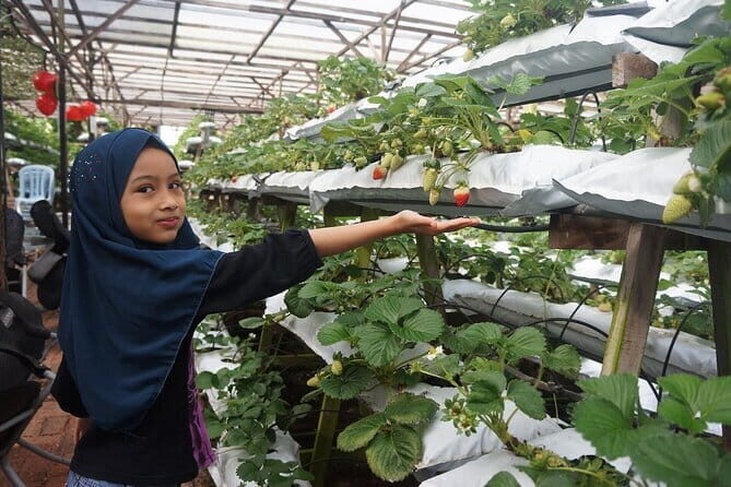 ~ Special Cameron Highlands ~ Day Tour;Solo;Couple;Group - Exploring the Cameron Highlands: A Day of Nature and Agriculture