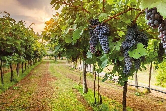 Special Chianti Afternoon Wine Tour from Florence - What Reviewers Love Most