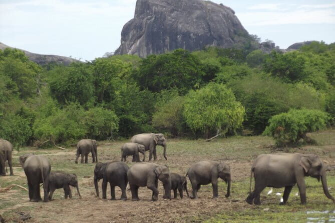 Special Elephants Safari from hambantota Port - Starting Point and Logistics