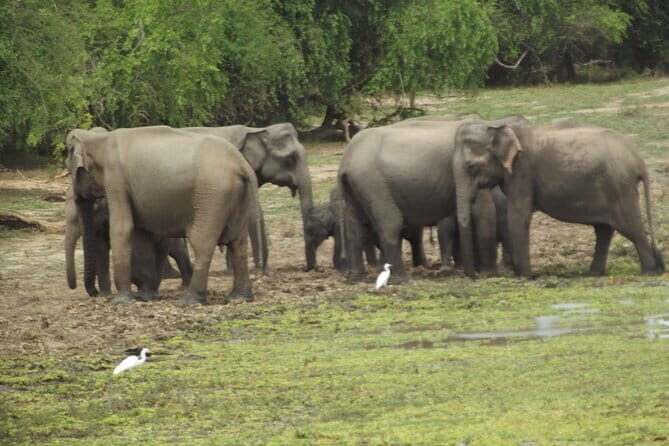 Special Elephants Safari from hambantota Port - Animal Encounters