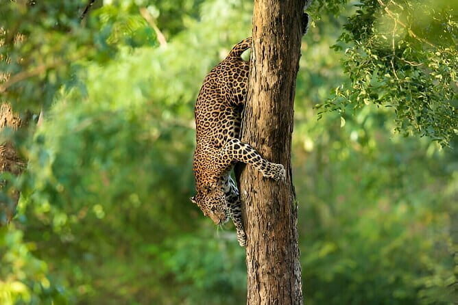 Special Elephants Safari from hambantota Port - Ticket and Costs