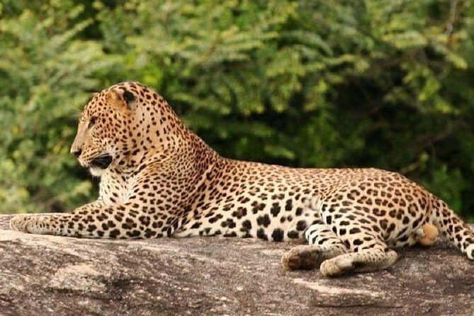 Special Elephants Safari from hambantota Port - FAQs