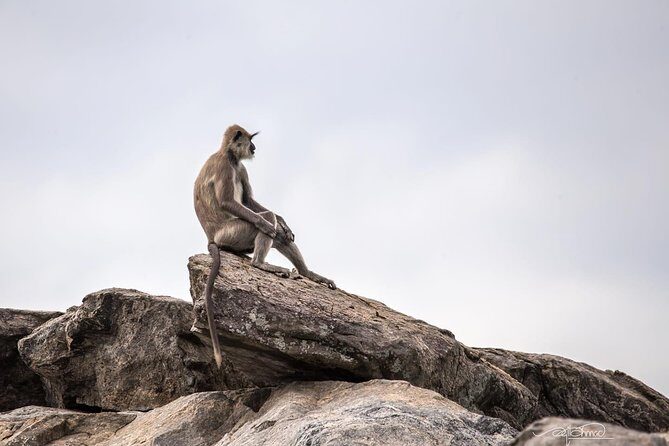 Special Half Day Yala Safari with Guide - Authentic Insights from the Reviews