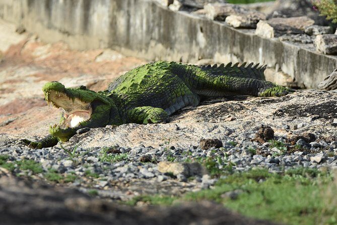 Special Leopard Safari Tour in Yala National Park by Malith & the team - Introduction: What You Need to Know
