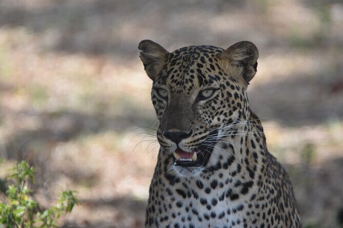 Special Leopard Safari Tour in Yala National Park by Malith & the team - What Makes This Tour Stand Out?