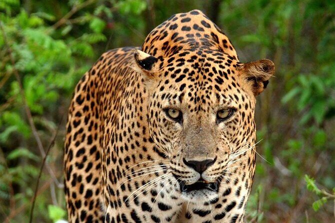 Special Leopard Safari Tour in Yala National Park by Malith & the team - The Practical Side: Pricing and Value