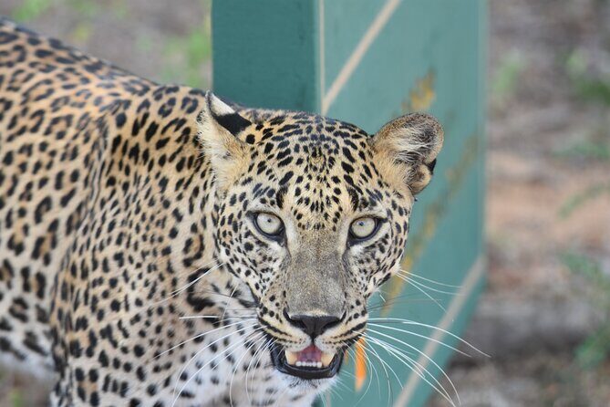 Special Leopard Safari Tour in Yala National Park by Malith & the team - Final Thoughts: Who Will Love This Safari?