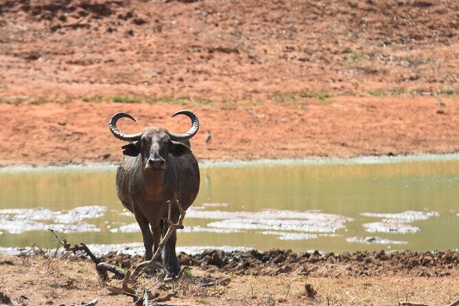 Special Leopard Safari Tour in Yala National Park by Malith & the team - Frequently Asked Questions