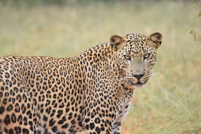 Special Leopard Safari Tour in Yala National Park by Malith & the team - Final Words