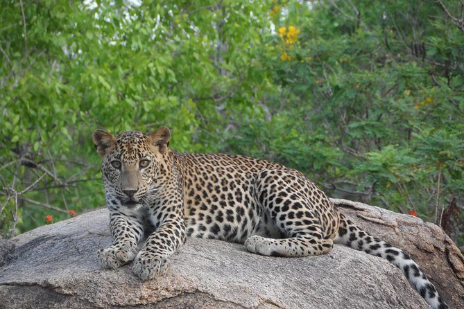 Special leopards safari Yala National park - 04.30 am to 11.30 am - The Itinerary in Detail: What to Expect