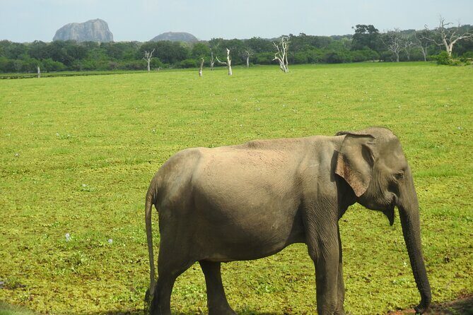Special leopards safari Yala National park - 04.30 am to 11.30 am - Who Is This Tour Best For?
