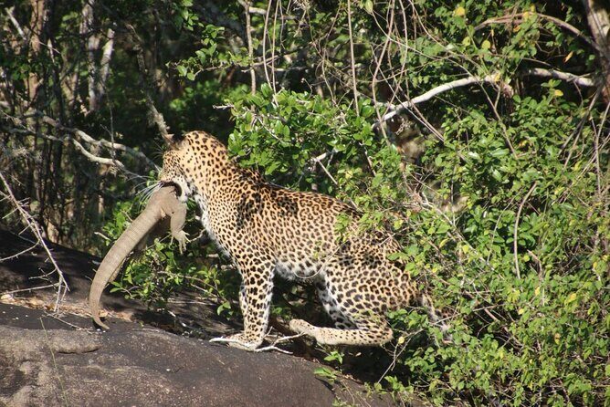 Special leopards safari Yala National park - 04.30 am to 11.30 am - FAQs