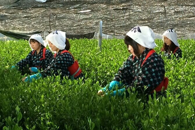 Special Matcha Tea Picking, Factory Tour and Casual Tea Ceremony - Starting Point: Nishio Station
