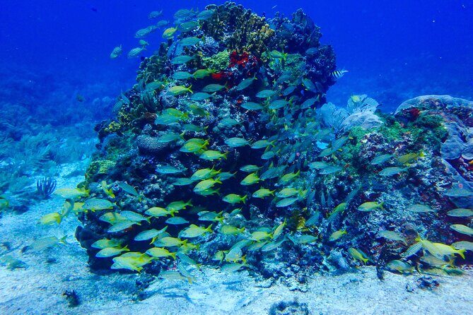 SPECIAL! Snorkel at MUSA - The Underwater Museum Reservation - FAQs: Practical Questions Answered