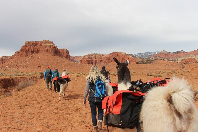 Spectacular 8-Hour Guided Llama Hike with Lunch and Dinner - Authentic Insights from the Guides and Past Guests