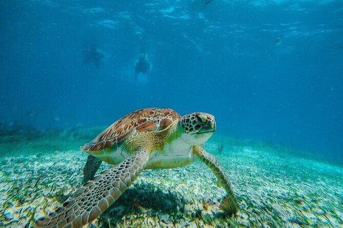 Speed Boat with Snorkeling Adventure of Cancun - Authentic Traveler Feedback