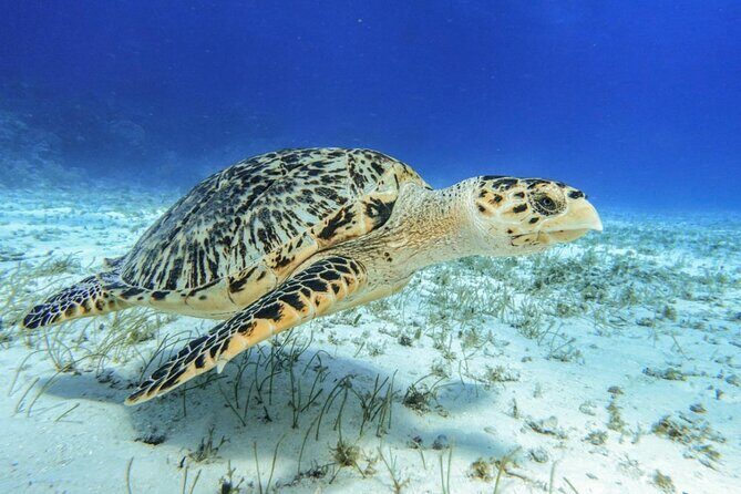 Speed Boat with Snorkeling Adventure of Cancun - Final Thoughts