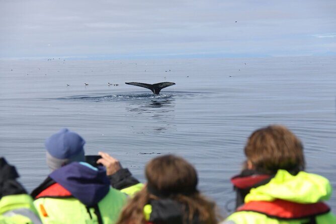 Speedboat Whale Watching Small-Group Tour in Reykjavik - The Sum Up