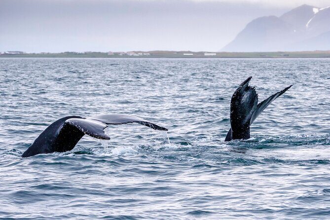 Speedboat Whale Watching Small-Group Tour in Reykjavik - Frequently Asked Questions