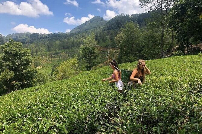 Spice Garden & Tea Factory Group Shore Excursion - A Closer Look at the Itinerary
