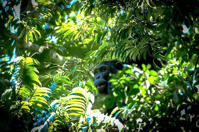 Spider Monkey, Coba and Cenote - Cenote Swim and Snorkel