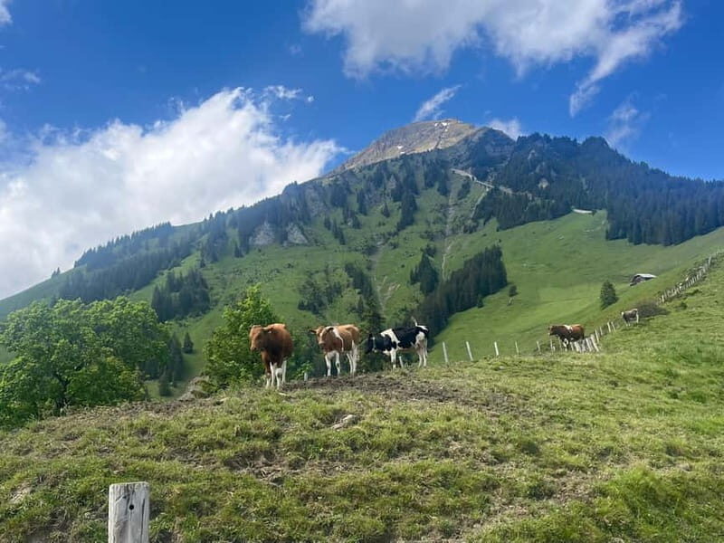 Spiez: Summit Mt. Niesen with a Swiss Triathlete - Who Will Enjoy This Tour?