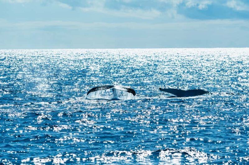 Spirit of Gold Coast 2.5-Hour Whale Watching Tour - The Itinerary and Setting